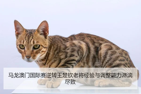 ma-long-ao-men-guo-ji-sai-ni-zhuan-wang-chu-qin-lao-jiang-jing-yan-yu-tiao-zheng-neng-li-lin-li-jin-zhi-3-886.jpg